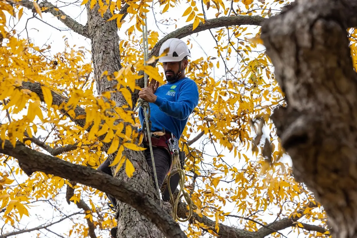 Skilled Tree Planing crew working in Westville