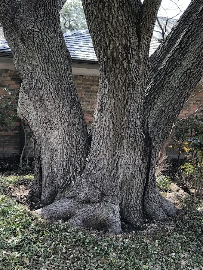 Mature heritage tree close to a Westville property cared for by certified arborists